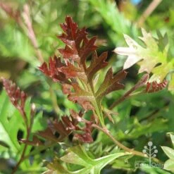 Grevillea Carpet Layer -GARDEN Shop grevillea carpet layer leaf