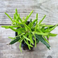 Grevillea Charlie's Angel -GARDEN Shop grevillea charlies angel leaf 1