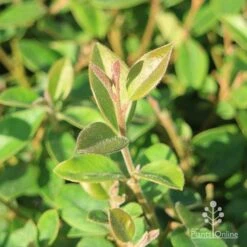 Grevillea Deua Flame 25 Grevillea Deua Flame -GARDEN Shop grevillea deua flame foliage