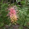 Grevillea Lemon Baby -GARDEN Shop grevillea for lemon baby 2