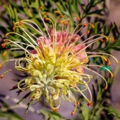 Grevillea Lemon Baby -GARDEN Shop grevillea for lemon baby