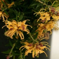 Grevillea Sunkissed -GARDEN Shop grevillea gr13021 sunkissed500