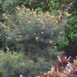 Grevillea Honey Gem -GARDEN Shop grevillea honey gem tree
