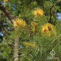 Grevillea Honey Gem -GARDEN Shop grevillea honey gem nursery