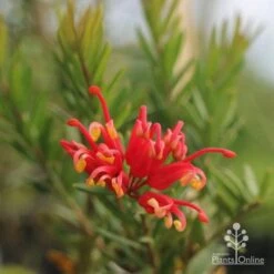 Grevillea Knockout -GARDEN Shop grevillea knockout flower