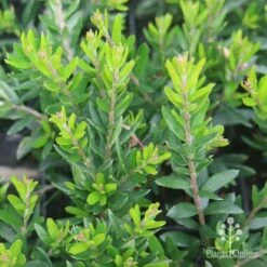 Grevillea Knockout -GARDEN Shop grevillea knockout foliage 1