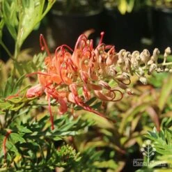 Grevillea Little Robyn -GARDEN Shop grevillea little robyn sunshine