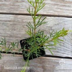 Grevillea Mini Marvel 23 Grevillea Mini Marvel -GARDEN Shop grevillea mini marvel tubestock