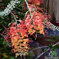 Grevillea Ned Kelly -GARDEN Shop grevillea ned kelly 1