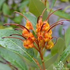 Grevillea Orange Marmalade -GARDEN Shop grevillea orange marmalade flower 1