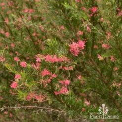 Grevillea Pink Pearl -GARDEN Shop grevillea pink pearl shrub 1