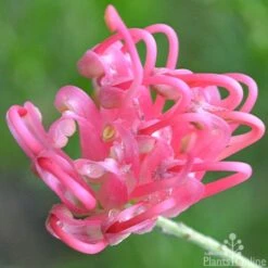 Grevillea Pink Pearl -GARDEN Shop grevillea pink pearl close 2 apo 1