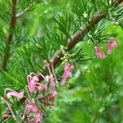 Grevillea Pink Pearl -GARDEN Shop grevillea pink pearl close stem apo