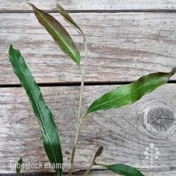 Grevillea Raptor -GARDEN Shop grevillea raptor 2