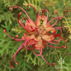 Grevillea Soopa Doopa -GARDEN Shop grevillea soopa doopa end view