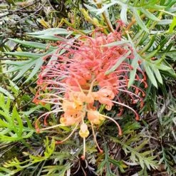Grevillea Strawberry Sundae -GARDEN Shop grevillea strawberry sundae 1