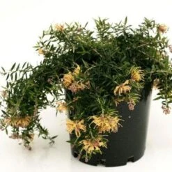 Grevillea Sunkissed -GARDEN Shop grevillea sunkissed 500
