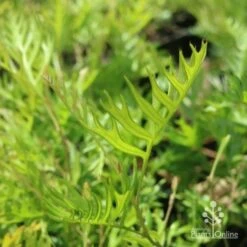 Grevillea Superb 13 Grevillea Superb -GARDEN Shop grevillea superb leaf