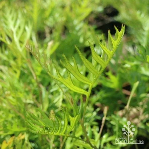Grevillea Superb 6 Grevillea Superb - Image 6