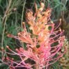 Grevillea Superb -GARDEN Shop grevillea superb flower sml mature