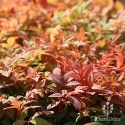Nandina Gulf Stream -GARDEN Shop gulf stream autumn