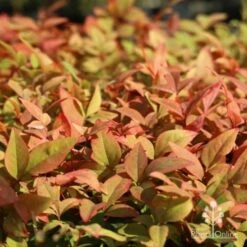 Nandina Gulf Stream -GARDEN Shop gulf stream colour