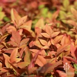 Nandina Gulf Stream -GARDEN Shop gulf stream foliage