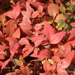 Nandina Gulf Stream -GARDEN Shop gulfstream foliage