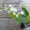 Hardenbergia Snow White - White Coral Pea -GARDEN Shop hardenbergia snow white flower