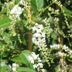 Hardenbergia Snow White - White Coral Pea -GARDEN Shop hardenbergia white sun nambour