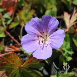 Geranium Rozanne -GARDEN Shop hardy geranium rozanne