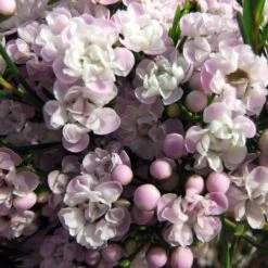 Chamelaucium Dancing Queen - Waxflower 12 Chamelaucium Dancing Queen - Waxflower -GARDEN Shop helix dancing queen