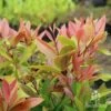 Acmena Hemilampra - Blush Satinash -GARDEN Shop hemilampra hedge