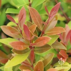 Acmena Hemilampra - Blush Satinash -GARDEN Shop hemilampra leaf colour