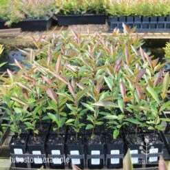 Acmena Hemilampra - Blush Satinash -GARDEN Shop hemilampra tubestocks