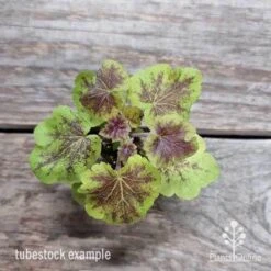Heucherella Solar Eclipse - Foamy Bells -GARDEN Shop heuchera solar eclipse 1