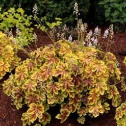 Heucherella Solar Eclipse - Foamy Bells -GARDEN Shop heucherella solar eclipse golden