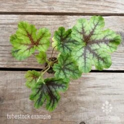 Heucherella Tapestry - Foamy Bells -GARDEN Shop heucherella tapestry 1 1