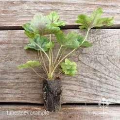 Heucherella Tapestry - Foamy Bells 23 Heucherella Tapestry - Foamy Bells -GARDEN Shop heucherella tapestry 2 edited