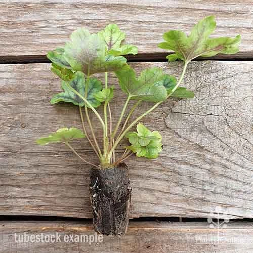 Heucherella Tapestry - Foamy Bells 11 Heucherella Tapestry - Foamy Bells - Image 11