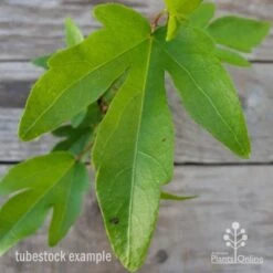 Hibiscus Popsicle -GARDEN Shop hibiscus popsicle leaf 1