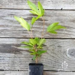 Hibiscus Popsicle -GARDEN Shop hibiscus popsicle tube 500 1