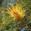 Grevillea Honey Gem -GARDEN Shop honey gem grevillea nursery