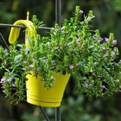 Scaevola Purple Fanfare - Fan Flower -GARDEN Shop hook planter scaevola