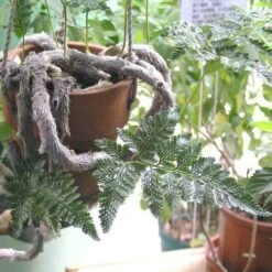 Humata - Rabbit's Foot Fern -GARDEN Shop humata tyermanni flickr nhq 500