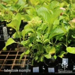 Hydrangea White -GARDEN Shop hydrangea amethyst tube 6