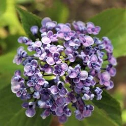 Hydrangea Ayesha 16 Hydrangea Ayesha -GARDEN Shop hydrangea ayesha lilac 1