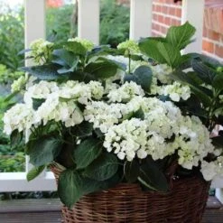 Hydrangea White -GARDEN Shop hydrangea basket 1 1