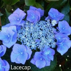 Hydrangea Assorted -GARDEN Shop hydrangea lacecap 1