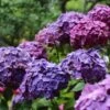 Hydrangea President R Touchard -GARDEN Shop hydrangea president touchard 1